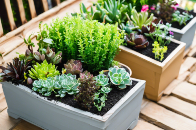 Top DIY Garden Projects for Beginners