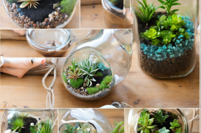 How to Make Your Own Terrarium